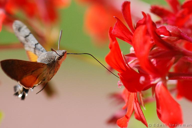 ENE-20090906-0533.jpg - [nl] Kolibrievlinder ( Macroglossum stellatarum )  Les Bassets, Vareilles, Frankrijk[en] Hummingbird Hawk-moth ( Macroglossum stellatarum )  Les Bassets, Vareilles, France